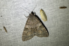 Catocala nupta