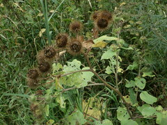 Arctium lappa