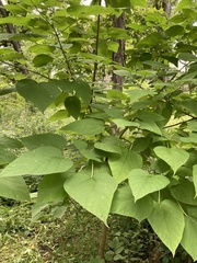 Catalpa speciosa