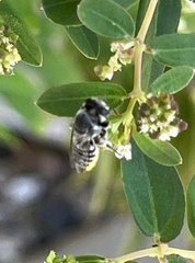 Megachile policaris