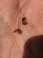 Echinochloa crus-galli