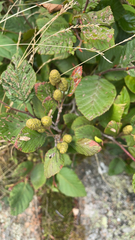 Alnus alnobetula