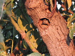 Dryobates scalaris