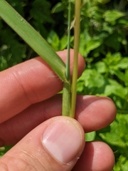 Echinochloa crus-galli