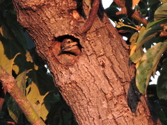 Dryobates scalaris