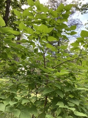 Catalpa speciosa