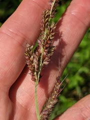 Echinochloa crus-galli