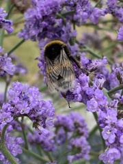 Bombus lucorum