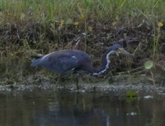 Egretta tricolor