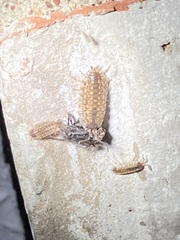 Porcellio spinicornis