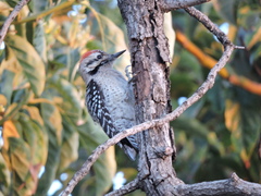 Dryobates scalaris