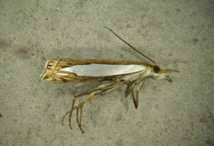 Crambus watsonellus