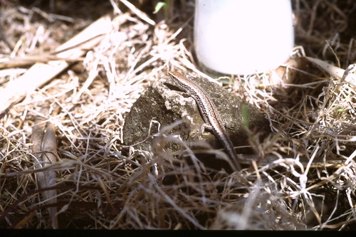 Bojer's Skink, Gongylomorphus bojerii