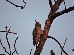Dryobates scalaris