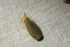 Eilema griseola