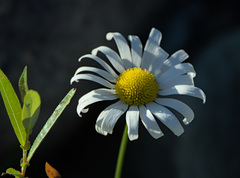 Leucanthemum