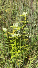 Gentiana alba