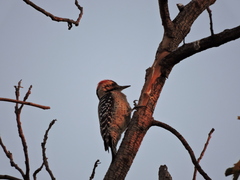 Dryobates scalaris
