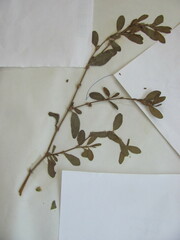 Polygonum erectum