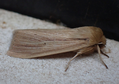 Mythimna