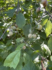 Prunus