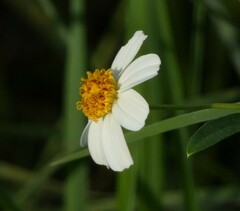 Bidens alba