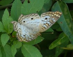 Anartia jatrophae
