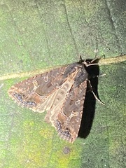 Helotropha reniformis