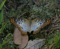 Anartia jatrophae