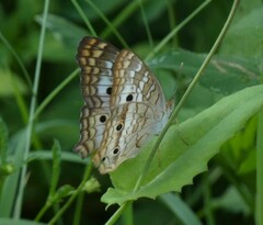 Anartia jatrophae