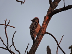 Dryobates scalaris