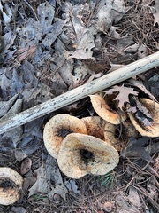 Lactifluus deceptivus