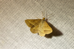 Isturgia arenacearia