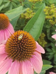 Diabrotica undecimpunctata