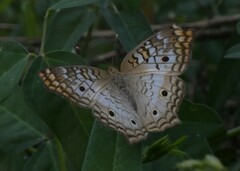 Anartia jatrophae