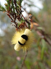 Calliteara pudibunda