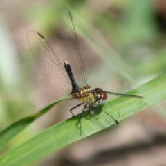 Erythrodiplax minuscula