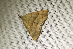 Hypena proboscidalis