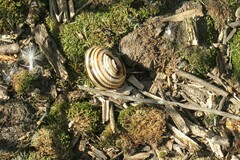 Caucasotachea vindobonensis