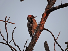Dryobates scalaris