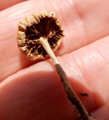 Agrocybe putaminum