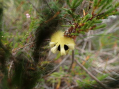 Calliteara pudibunda