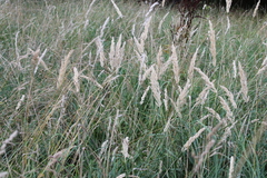 Calamagrostis epigejos