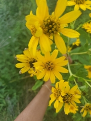 Engelmannia peristenia