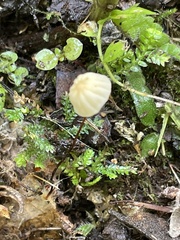 Marasmius rotula