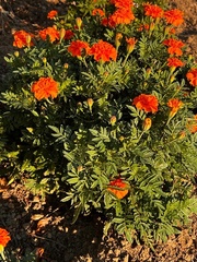 Tagetes