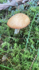 Suillus granulatus