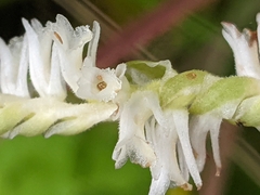Spiranthes vernalis
