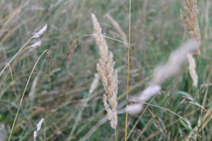 Calamagrostis epigejos