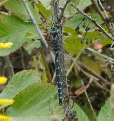 Aeshna tuberculifera